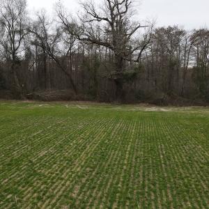 Photo #17 of SOLD property in Off St. Johns Church Road, Goldsboro, NC 111.2 acres