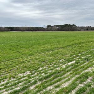 Photo #19 of Off St. Johns Church Road, Goldsboro, NC 111.2 acres