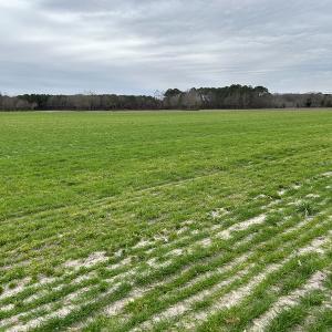 Photo #19 of SOLD property in Off St. Johns Church Road, Goldsboro, NC 111.2 acres