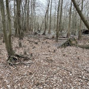 Photo #26 of Off St. Johns Church Road, Goldsboro, NC 111.2 acres