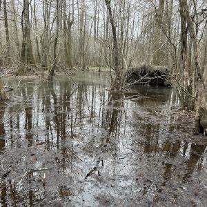 Photo #27 of Off St. Johns Church Road, Goldsboro, NC 111.2 acres