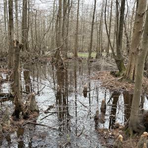 Photo #28 of Off St. Johns Church Road, Goldsboro, NC 111.2 acres