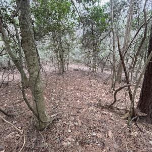Photo #29 of Off St. Johns Church Road, Goldsboro, NC 111.2 acres