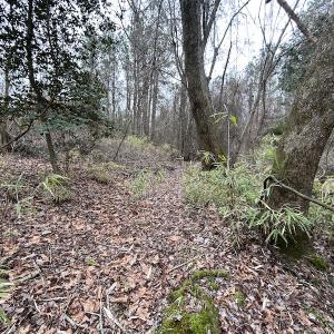 Photo #31 of Off St. Johns Church Road, Goldsboro, NC 111.2 acres