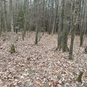 Photo #32 of Off St. Johns Church Road, Goldsboro, NC 111.2 acres
