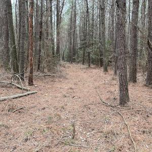 Photo #33 of Off St. Johns Church Road, Goldsboro, NC 111.2 acres