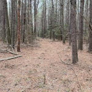 Photo #33 of SOLD property in Off St. Johns Church Road, Goldsboro, NC 111.2 acres