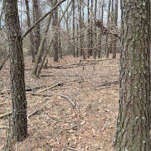 Photo #34 of SOLD property in Off St. Johns Church Road, Goldsboro, NC 111.2 acres