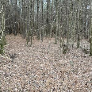Photo #36 of Off St. Johns Church Road, Goldsboro, NC 111.2 acres