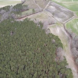 Photo #3 of Off St. Johns Church Road, Goldsboro, NC 111.2 acres