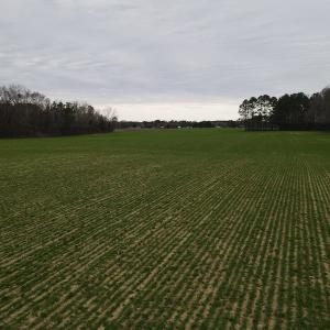 Photo #4 of Off St. Johns Church Road, Goldsboro, NC 111.2 acres