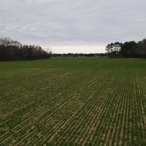 Photo #4 of SOLD property in Off St. Johns Church Road, Goldsboro, NC 111.2 acres