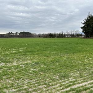 Photo #6 of Off St. Johns Church Road, Goldsboro, NC 111.2 acres