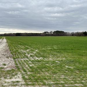 Photo #7 of Off St. Johns Church Road, Goldsboro, NC 111.2 acres