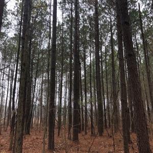 Photo #14 of SOLD property in Off Kelly Rd.  , Bath, NC 15.0 acres