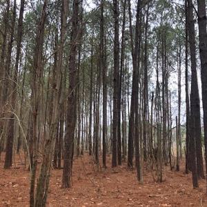 Photo #15 of SOLD property in Off Kelly Rd.  , Bath, NC 15.0 acres