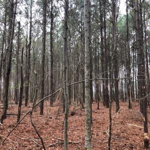 Photo #16 of SOLD property in Off Kelly Rd.  , Bath, NC 15.0 acres