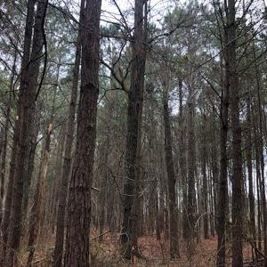 Photo #17 of SOLD property in Off Kelly Rd.  , Bath, NC 15.0 acres