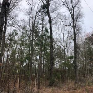Photo #19 of SOLD property in Off Kelly Rd.  , Bath, NC 15.0 acres