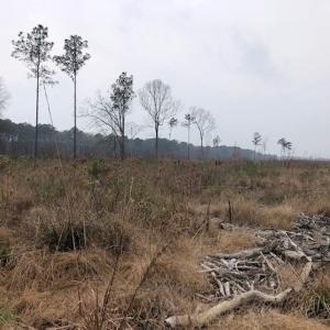Photo #7 of SOLD property in Off Kelly Rd.  , Bath, NC 15.5 acres
