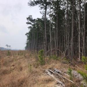 Photo #8 of SOLD property in Off Kelly Rd.  , Bath, NC 15.5 acres