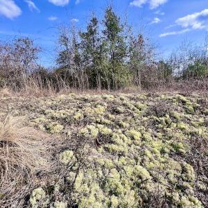 Photo #19 of Off Mcoy Loop Road , Ivanhoe, NC 9.7 acres
