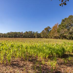 Photo #29 of SOLD property in Off Jimsie Hester Road , Whiteville , NC 26.4 acres