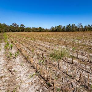 Photo #32 of Off Jimsie Hester Road , Whiteville , NC 26.4 acres