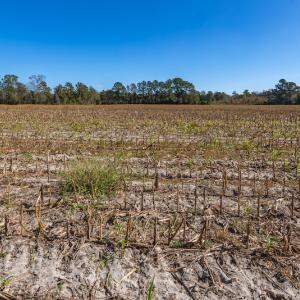 Photo #33 of SOLD property in Off Jimsie Hester Road , Whiteville , NC 26.4 acres