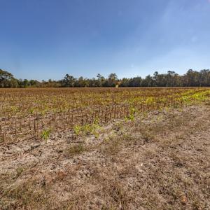 Photo #34 of Off Jimsie Hester Road , Whiteville , NC 26.4 acres