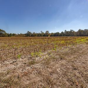 Photo #34 of SOLD property in Off Jimsie Hester Road , Whiteville , NC 26.4 acres