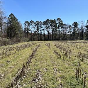 Photo #12 of SOLD property in Off Lightwood Bridge Road, Wallace, NC 64.3 acres