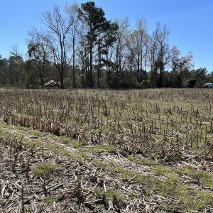 Photo #14 of Off Lightwood Bridge Road, Wallace, NC 31.8 acres