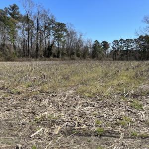 Photo #16 of SOLD property in Off Lightwood Bridge Road, Wallace, NC 64.3 acres