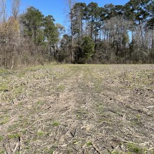 Photo #17 of Off Lightwood Bridge Road, Wallace, NC 31.8 acres