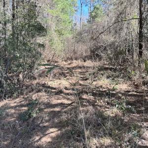 Photo #21 of SOLD property in Off Lightwood Bridge Road, Wallace, NC 64.3 acres