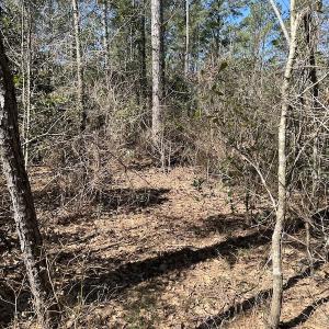 Photo #26 of SOLD property in Off Lightwood Bridge Road, Wallace, NC 64.3 acres