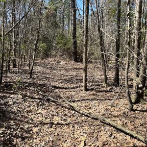 Photo #27 of SOLD property in Off Lightwood Bridge Road, Wallace, NC 64.3 acres