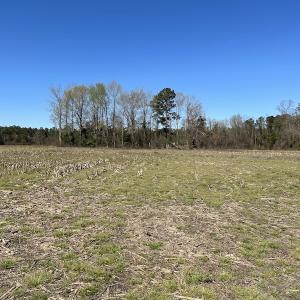 Photo #6 of SOLD property in Off Lightwood Bridge Road, Wallace, NC 64.3 acres