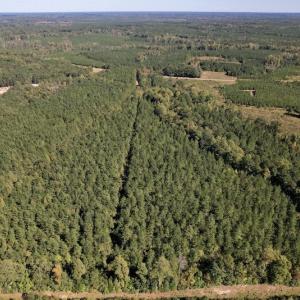 Photo #10 of Off Mat Nelson Road , Littleton, NC 25.0 acres