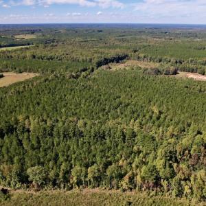Photo #16 of Off Mat Nelson Road , Littleton, NC 25.0 acres
