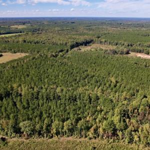 Photo #16 of SOLD property in Off Mat Nelson Road , Littleton, NC 25.0 acres