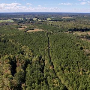 Photo #17 of SOLD property in Off Mat Nelson Road , Littleton, NC 25.0 acres