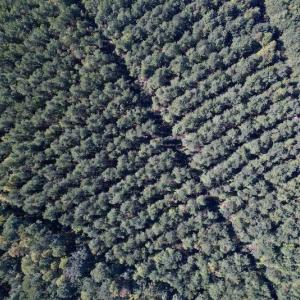 Photo #19 of Off Mat Nelson Road , Littleton, NC 25.0 acres