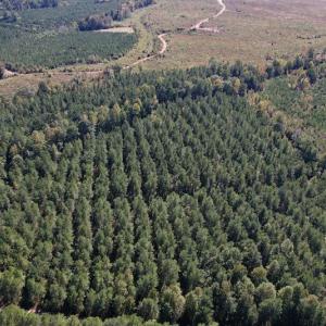 Photo #7 of SOLD property in Off Mat Nelson Road , Littleton, NC 25.0 acres