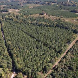Photo #8 of Off Mat Nelson Road , Littleton, NC 25.0 acres