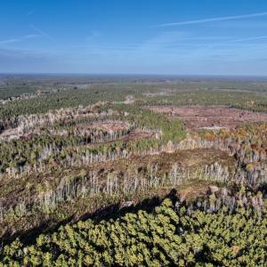 Photo #11 of SOLD property in Off Tuscarora Road, Hollister, NC 290.0 acres