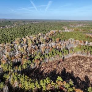 Photo #13 of SOLD property in Off Tuscarora Road, Hollister, NC 290.0 acres