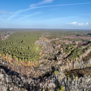 Photo #16 of SOLD property in Off Tuscarora Road, Hollister, NC 290.0 acres