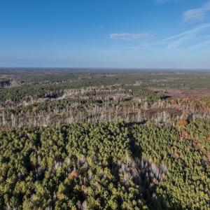 Photo #18 of SOLD property in Off Tuscarora Road, Hollister, NC 290.0 acres